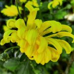 a close up of a yellow flower